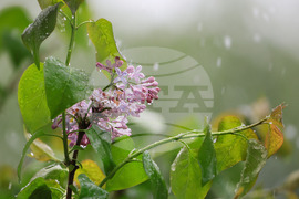 Бургас - снеговалеж