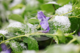 Бургас - снеговалеж