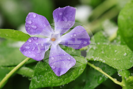 Бургас - снеговалеж