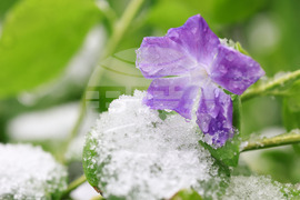 Бургас - снеговалеж