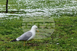 Варна - снеговалеж