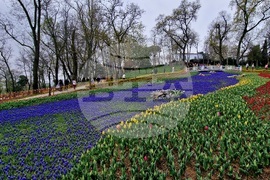 Турция - Истанбул - парк - лалета