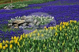 Турция - Истанбул - парк - лалета