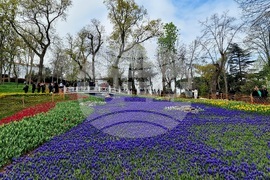 Турция - Истанбул - парк - лалета