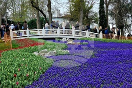 Турция - Истанбул - парк - лалета