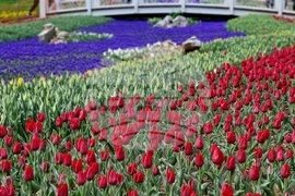 Турция - Истанбул - парк - лалета