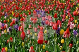 Турция - Истанбул - парк - лалета