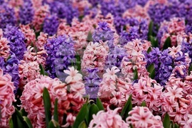 Турция - Истанбул - парк - лалета