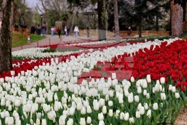 Турция - Истанбул - парк - лалета