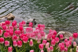 Турция - Истанбул - парк - лалета