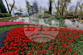 Турция - Истанбул - парк - лалета