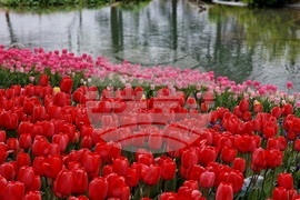 Турция - Истанбул - парк - лалета