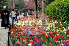 Турция - Истанбул - парк - лалета