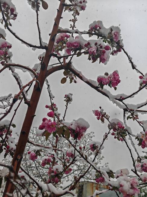 Овощари от Сливен се опасяват, че очакваните минусови температури ще нанесат поражения върху овощните дръвчета