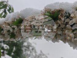 БТА, Сливен, сняг, овощни дръвчета, снимка:Коста Петров