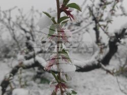 БТА, Сливен, БТА, Сливен, сняг, овощни дръвчета, снимка:Коста Петровсняг, овощни дръвчета, снимка:Коста Петров