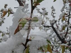 БТА, Сливен, сняг, овощни дръвчета, снимка:Коста Петров