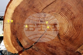 Седмица на гората - откриване