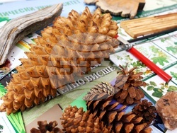 Седмица на гората - откриване