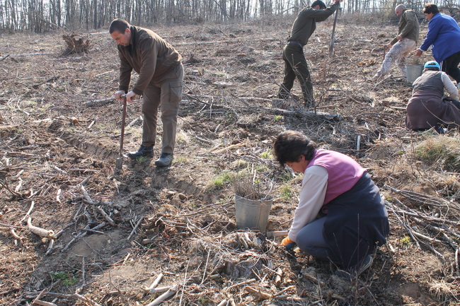 Нови 91 декара гори са залесени в Поповско в навечерието на Седмицата на гората 