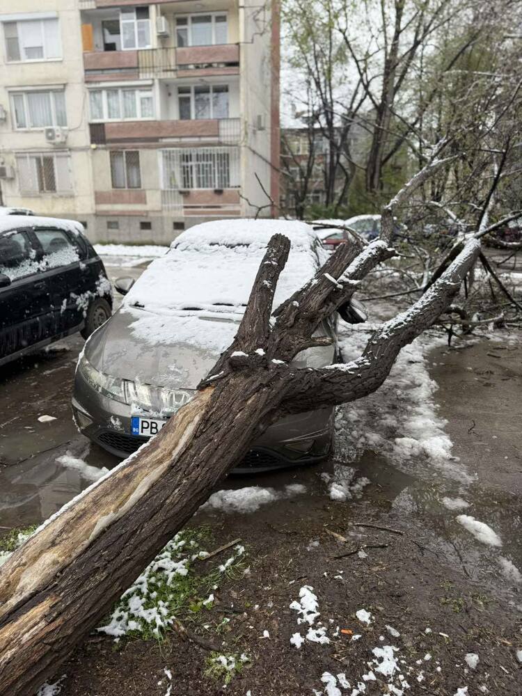 Паднали дървета в пловдивския район "Западен" са нанесли материални щети по автомобили