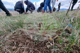Брезник - Седмица на гората - залесяване
