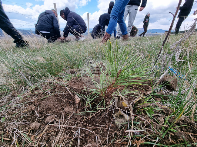 С кампания по залесяване Община Симитли отбеляза Седмицата на гората