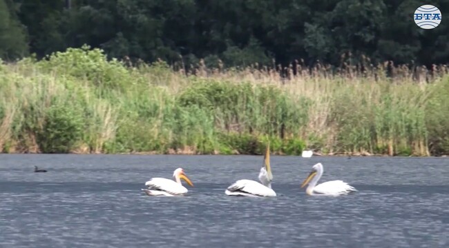 Ниско ниво на водата отчитат в резервата "Сребърна"