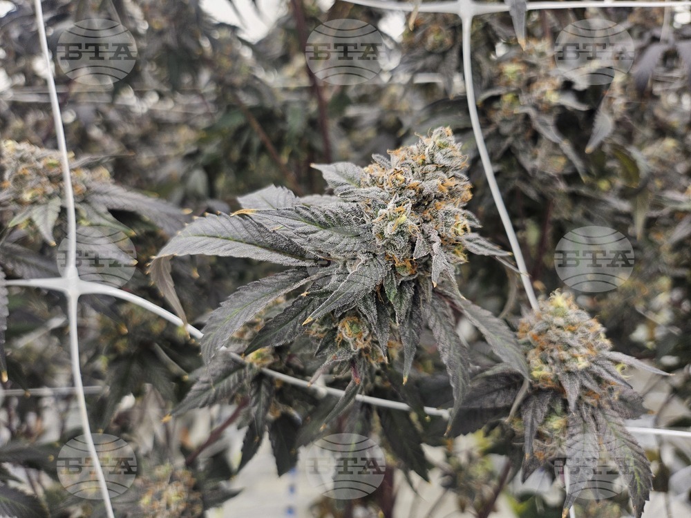 Netherlands-Cannabis
