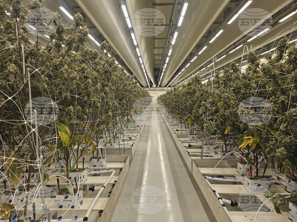 Netherlands-Cannabis