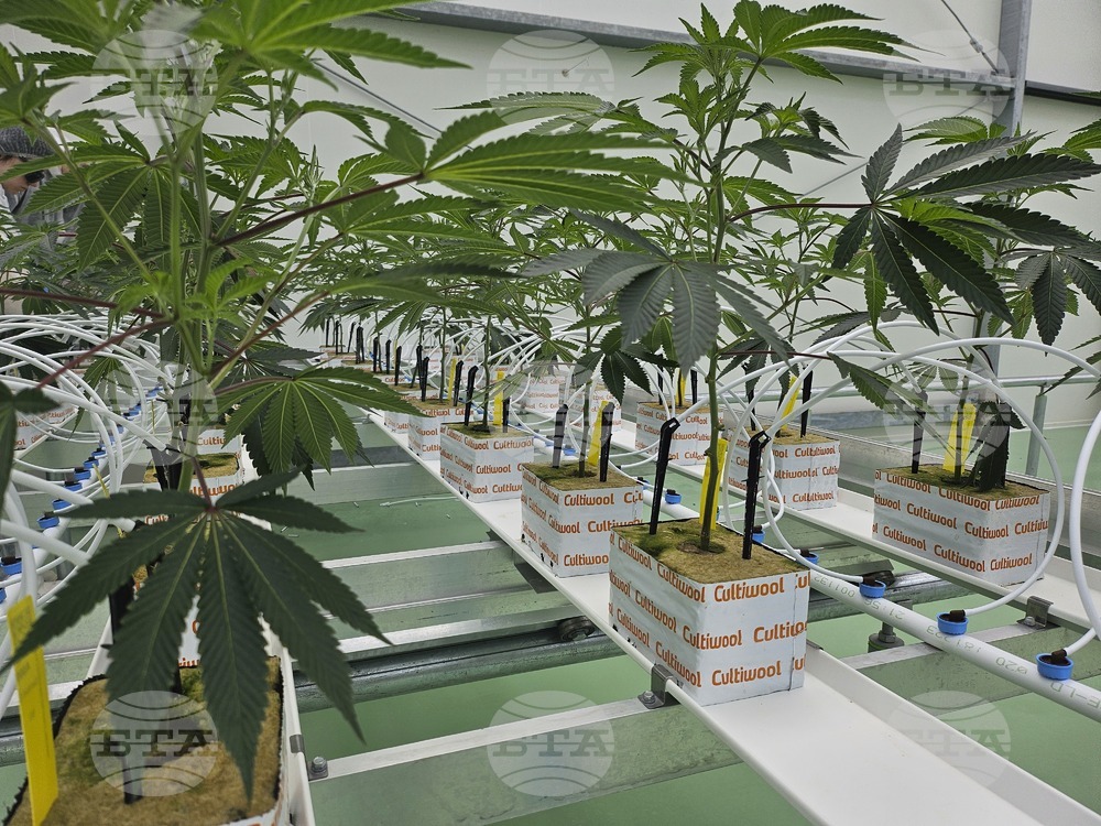 Netherlands-Cannabis