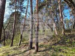 Кюстендил - лесопарк „Хисарлъка” - залесяване