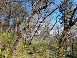 Кюстендил - лесопарк „Хисарлъка” - залесяване