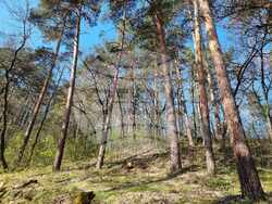 Кюстендил - лесопарк „Хисарлъка” - залесяване