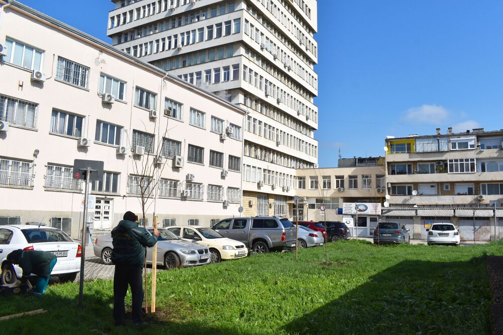 Със засаждане на 13 фиданки див рожков продължи Седмицата на гората в Разград