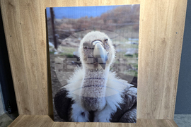 Петрич - Атанас Грозданов - изложба