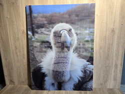 Петрич - Атанас Грозданов - изложба