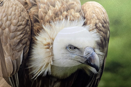 Петрич - Атанас Грозданов - изложба