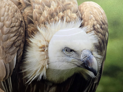 Петрич - Атанас Грозданов - изложба