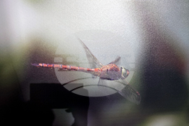 Петрич - Атанас Грозданов - изложба