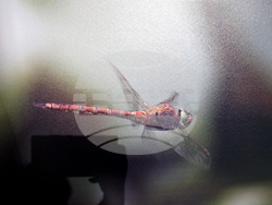 Петрич - Атанас Грозданов - изложба