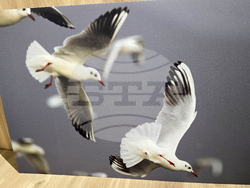 Петрич - Атанас Грозданов - изложба