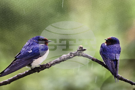 Петрич - Атанас Грозданов - изложба