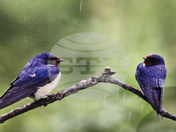 Петрич - Атанас Грозданов - изложба