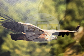 Петрич - Атанас Грозданов - изложба