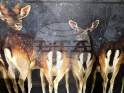 Петрич - Атанас Грозданов - изложба