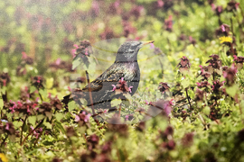 Петрич - Атанас Грозданов - изложба