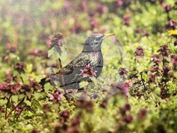 Петрич - Атанас Грозданов - изложба
