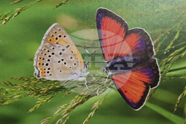 Петрич - Атанас Грозданов - изложба