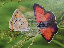 Петрич - Атанас Грозданов - изложба